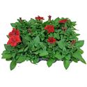 Bild von Petunia P9 Red